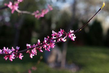 Pink blooming trees