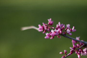 pink flower in garden on a tree