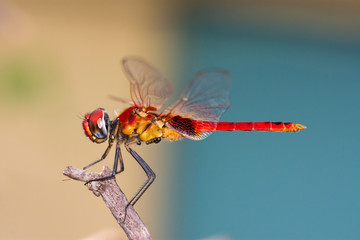 Dragon Fly