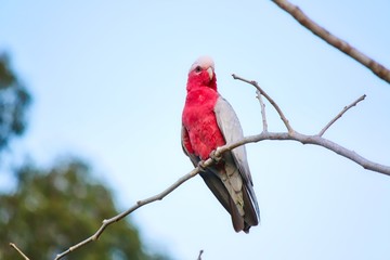 Wild Galah Sitting On Tree, Queensland, Australia
