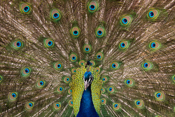 Fototapeta na wymiar Open Peacock (Head out of Focus)