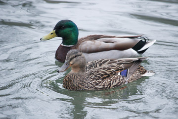 Male and female Ducks Swimming