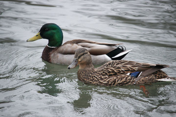 Male and female Ducks Swimming