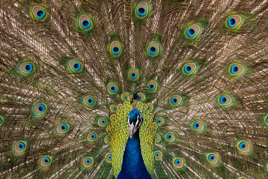 Open Peacock (Head out of Focus)