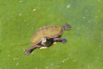 Tortoise in water