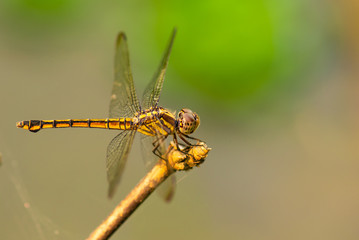 Dragon Fly