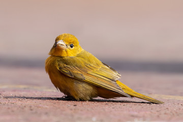 Cute tiny yellow bird