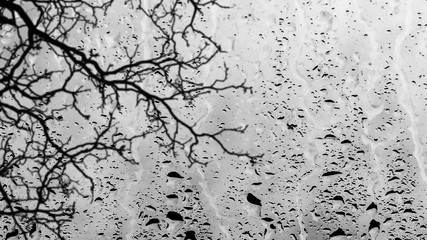 Leafless branch of the tree through the window glass filled with rain. Fall landscape. Copy space