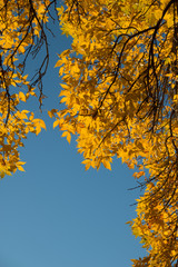 autumn leaves against blue sky