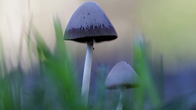 Two small mushrooms close up growing in the grass with a blurred background. Macro view of fruiting mushrooms isolated in nature. 