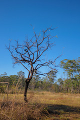 Floresta do cerrado, vegetação brasileira