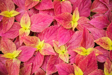 Red Bright Skullcaplike Coleus, Coleus Blumei, also named painted nettle background. They are cultivated as ornamental plants, which is popular as a garden plant for its bright colored foliage.
