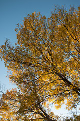 yellow tree in autumn