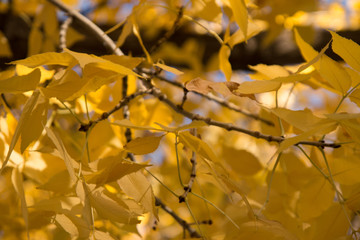 autumn leaves on tree