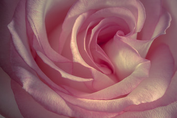 Fototapeta na wymiar intérieur d'une rose rose et blanche en gros plan