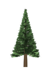 tree white background isolated Christmas green wood leaf
