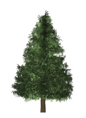 tree white background isolated Christmas green wood leaf
