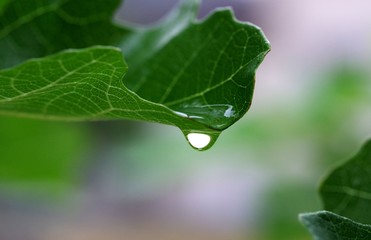 葉に付着した水滴