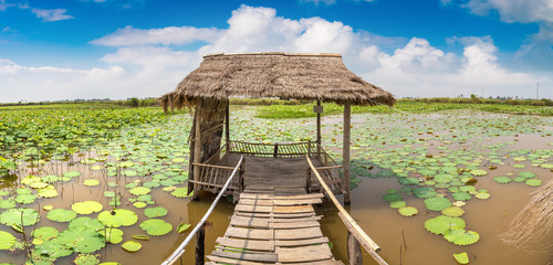 Obraz premium Lotus farm in Cambodia