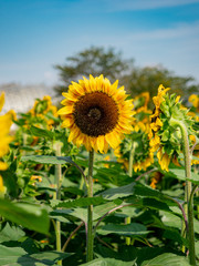 Flowered sunflowers field