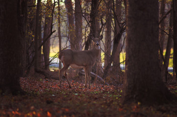 deer in the forest