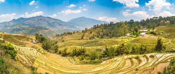 Terraced rice field in Sapa