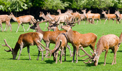 Deers at Sainte Croix, France
