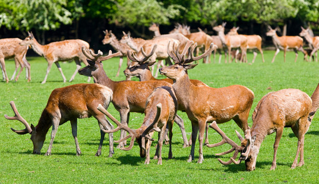 Deers at Sainte Croix, France © Travel Stock