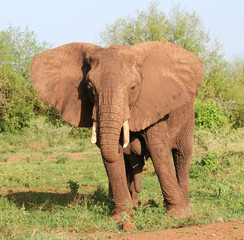 Fototapeta na wymiar African elephant in the Lake Manyara National Park, Tanzania