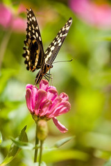 Fototapeta na wymiar Beautiful butterfly rests on a flower in the Lake Manyara National Park, Tanzania