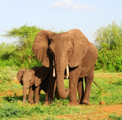 African elephant in the Lake Manyara National Park, Tanzania