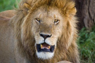 Obraz na płótnie Canvas Lion in the Serengeti National Park, Tanzania