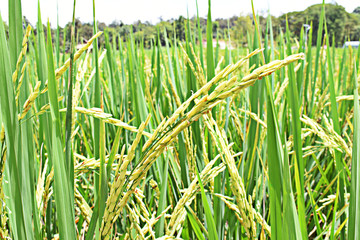 close up of yellow green rice field