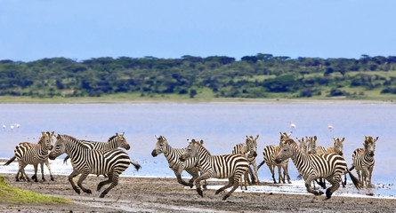 Zebras in the Serengeti National Park, Tanzania - obrazy, fototapety, plakaty