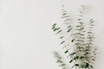 Minimalist floral white background with blue baby eucalyptus branch on it. Top view, flat lay, copy space. © Edalin