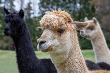 Obraz premium Close up selective focus of an alpaca with two others in the background