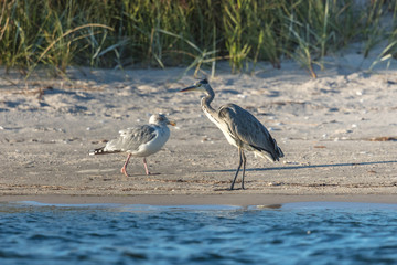 graureiher und möwe