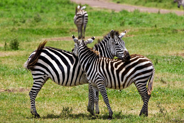 Fototapeta na wymiar Zebras in the Ngorongoro Crater, Tanzania