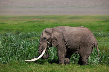 Fototapeta na wymiar African elephant in the Ngorongoro Crater, Tanzania