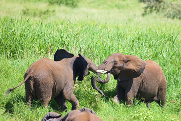 African elephants in the Tarangire National Park, Tanzania - 225982072