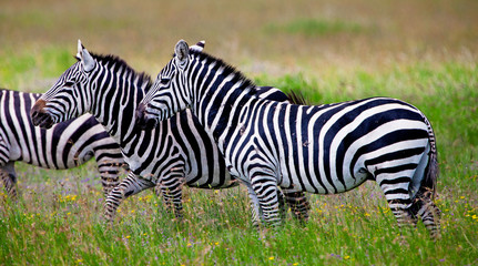 Fototapeta na wymiar Zebras in the Serengeti National Park, Tanzania