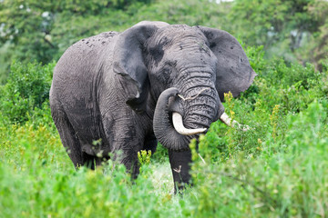 Naklejka na ściany i meble African elephant in the Ngorongoro Crater, Tanzania