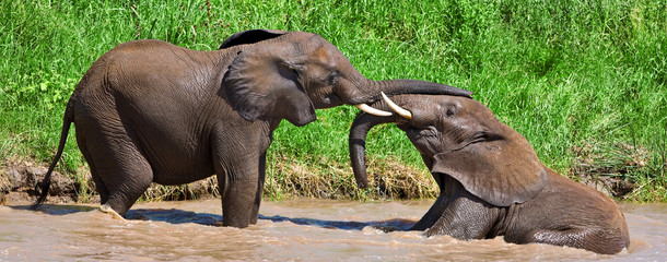 African elephants in the Tarangire National Park, Tanzania - 225982425