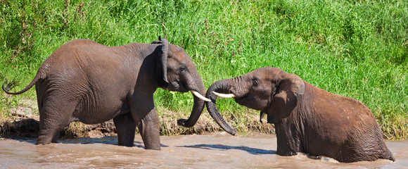 Fototapeta na wymiar African elephants in the Tarangire National Park, Tanzania