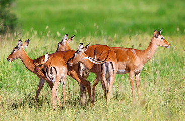 Naklejka na ściany i meble Impala Antelopes Grazing, in the Tarangire National Park, Tanzania