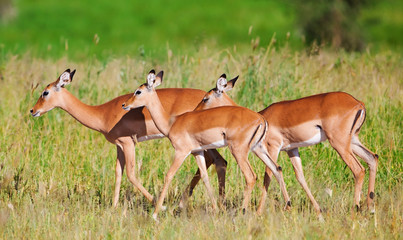 Naklejka na ściany i meble Impala Antelopes Grazing, in the Tarangire National Park, Tanzania
