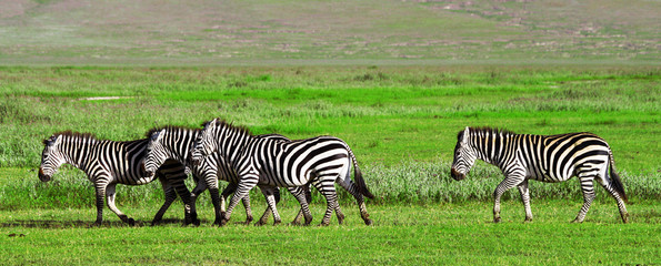 Zebras in the Ngorongoro Crater, Tanzania