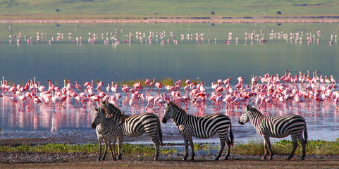 Zebras and wildebeests in the Ngorongoro Crater, Tanzania - obrazy, fototapety, plakaty