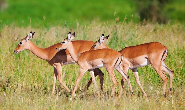 Impala Antelopes Grazing, in the Tarangire  National Park, Tanzania