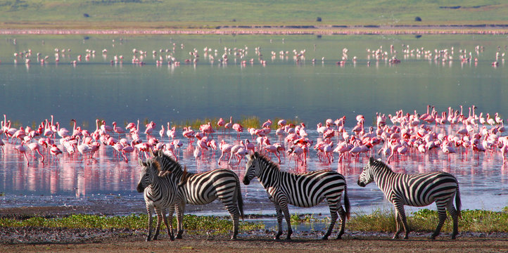 Fototapeta Zebry i gnu w kraterze Ngorongoro, Tanzania